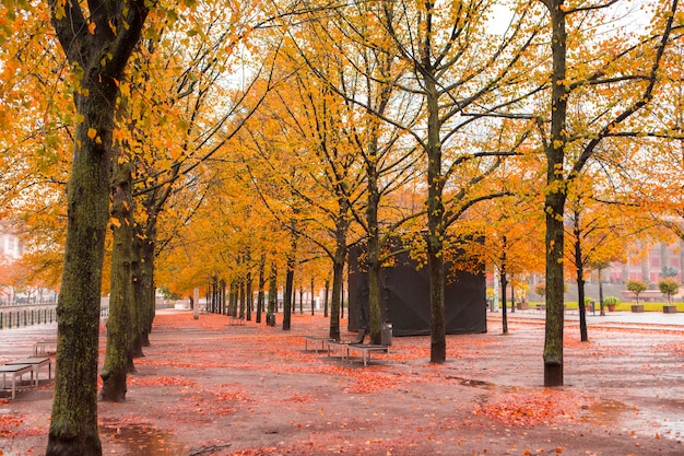 Bordo de outono na rua sob a árvore Tília em Berlim, Alemanha