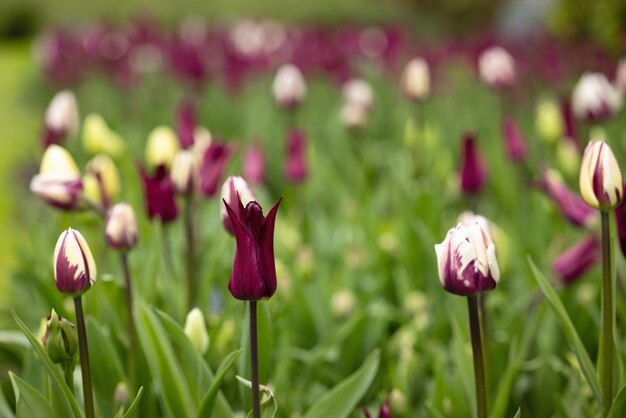 Foto borgonha arredondada com tulipas marrons brancas e pontiagudas closeup e em bokeh