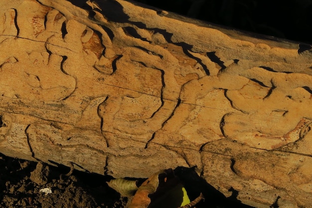 Borkenkäfer ruinierte einen Baum