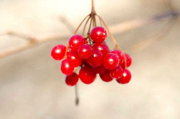 Borla roja guelder rosa.