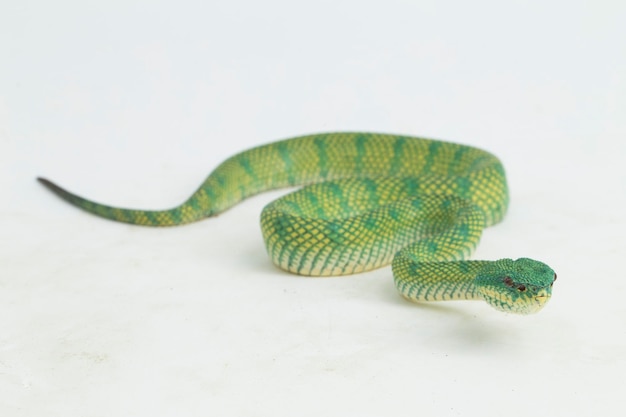 Borneo Keeled Pit Viper Tropidolaemus subannulatus aislado sobre fondo blanco.