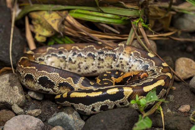 Borneo kurzschwänzige Blutpythonschlange Python curtus breitensteini in freier Wildbahn