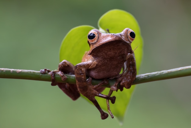 Borneo ohr Frosch auf einem Ast