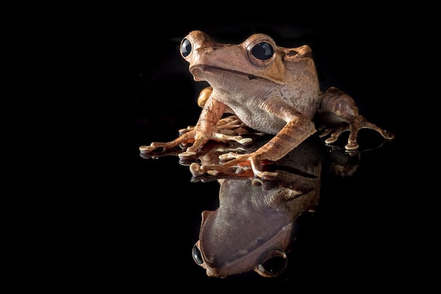 Borneo ohr Laubfrosch isoliert