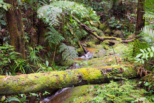 Borneo-Regenwald Malaysia