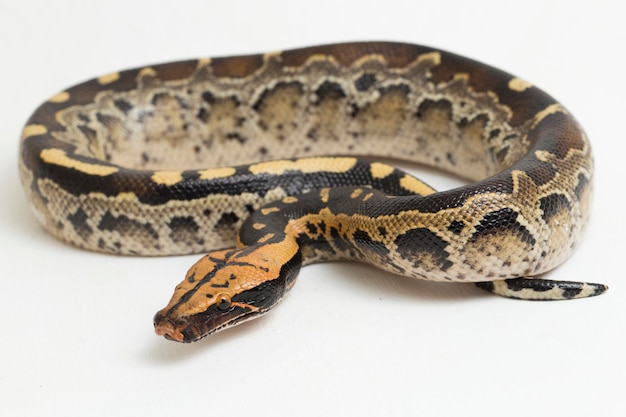 Borneo serpiente pitón de sangre de cola corta Python curtus breitensteini aislado