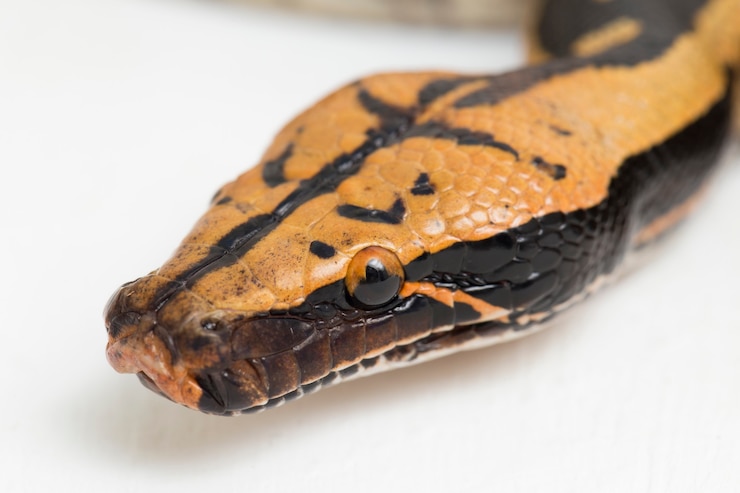 Foto borneo serpiente pitón de sangre de cola corta python curtus breitensteini aislado