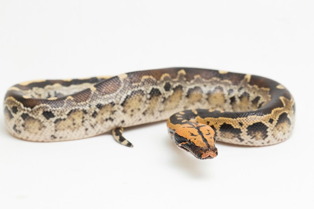 Borneo serpiente pitón de sangre de cola corta Python curtus breitensteini aislado