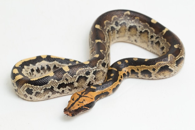 Borneo Shorttailed Blut Pythonschlange Python Curtus breitsteini isoliert