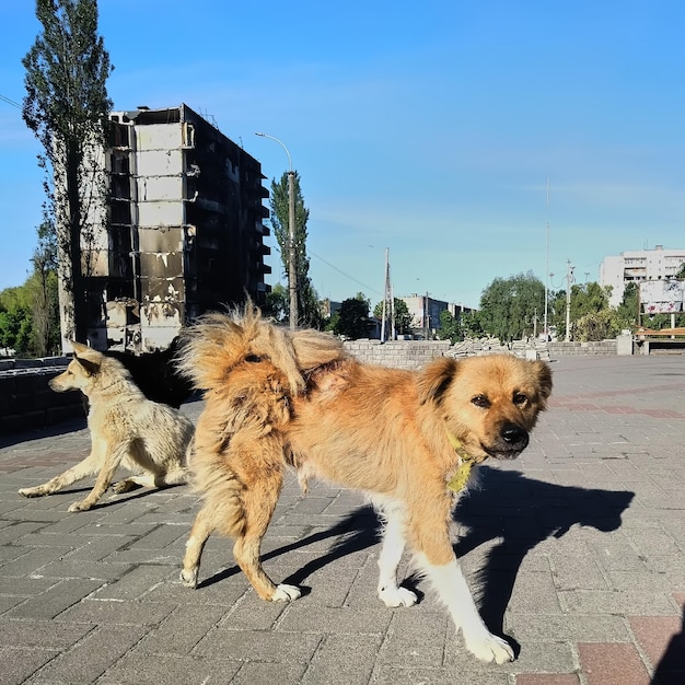 Borodyanka Ucrania 28 de mayo de 2022 Perro frente a edificios civiles quemados