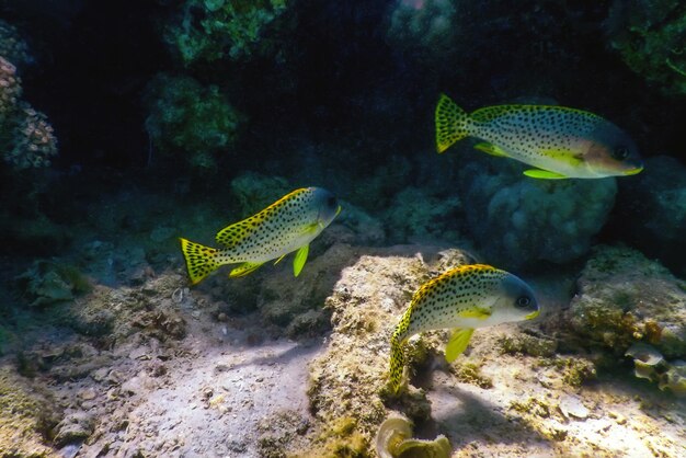 Borracha com pintas negras Recife de paisagem subaquática Plectorhinchus gaterinus