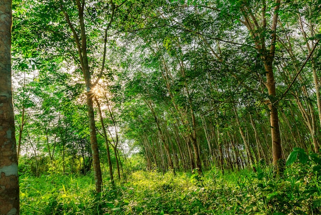 Foto borracha de látex de plantação ou seringueira ou seringueira sul da tailândia