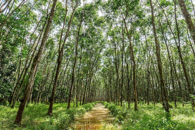 Borracha de látex, seringueira, plantação e borracha de árvore no sul da Tailândia