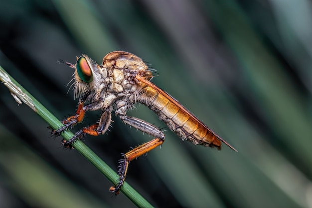 Foto borracha voa sobre as folhas na natureza