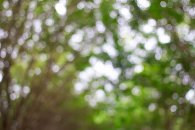 Foto borradas de bokeh verde no fundo da árvore