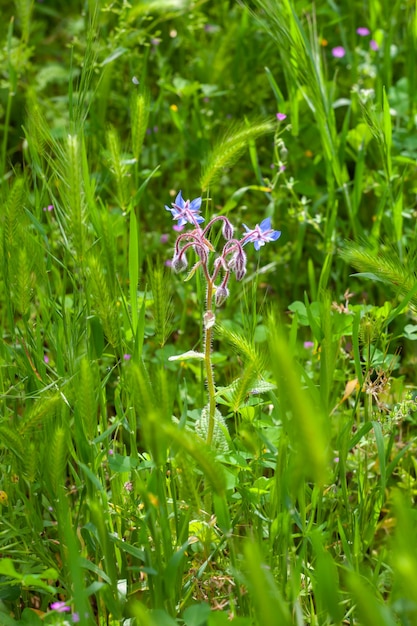 Borraja o Borago officinalis, importante planta medicinal y medicinal, vertical.