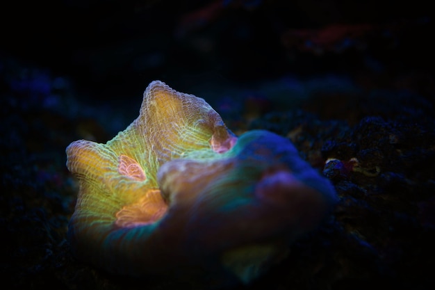 borrão arco-íris Pectinia coral em tanque de aquário luz azul escuro
