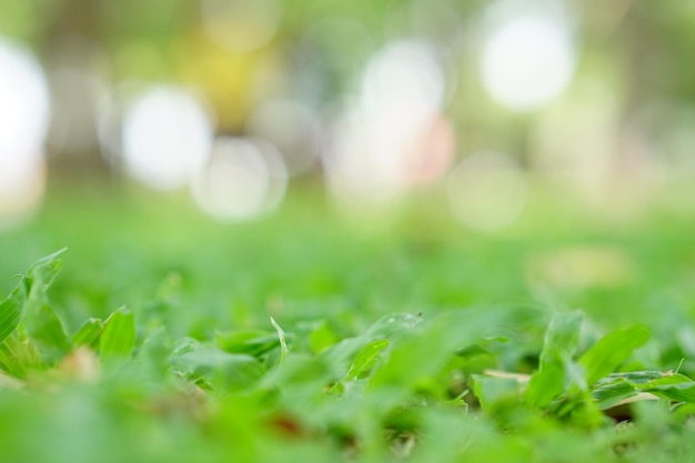 Borrão círculo bokeh fundo de folha verde folhas amarelas embaçadas raios luz flare fundo da natureza