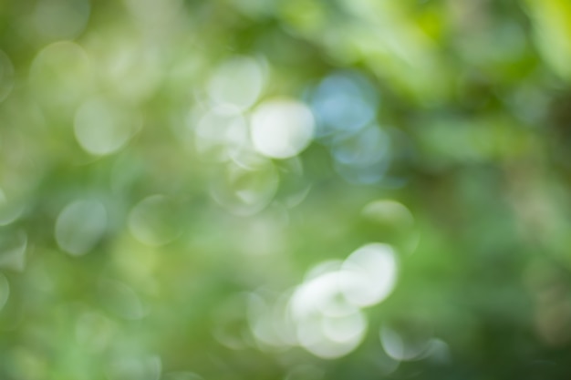 Borrão de folhas de árvore para o fundo da natureza e salvar o conceito verde