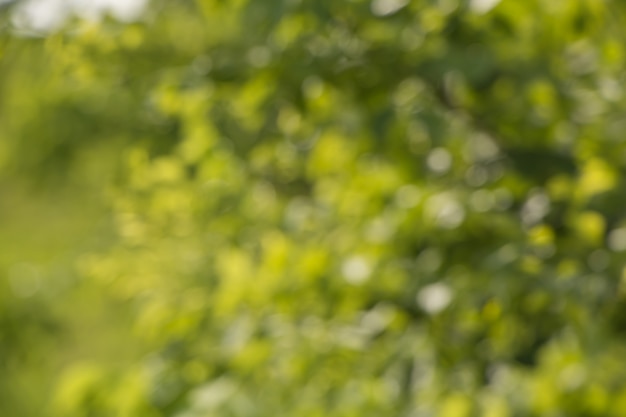 Borrão de folhas de árvore para o fundo da natureza e salvar o conceito verde