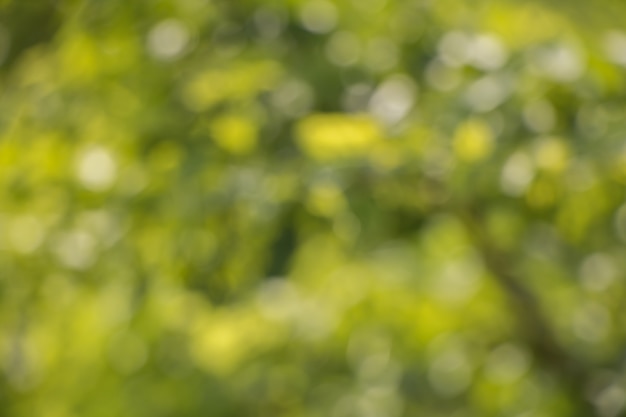 Borrão de folhas de árvore para o fundo da natureza e salvar o conceito verde