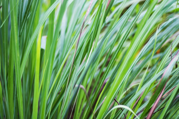 Borrão de folhas de árvore para o fundo da natureza