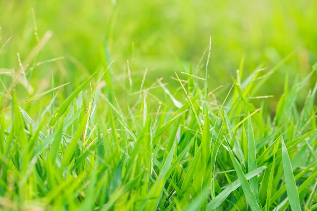 Borrão de folhas de árvore para o fundo da natureza