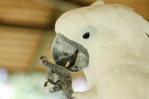 Foto borrão de fundo cacatua branca