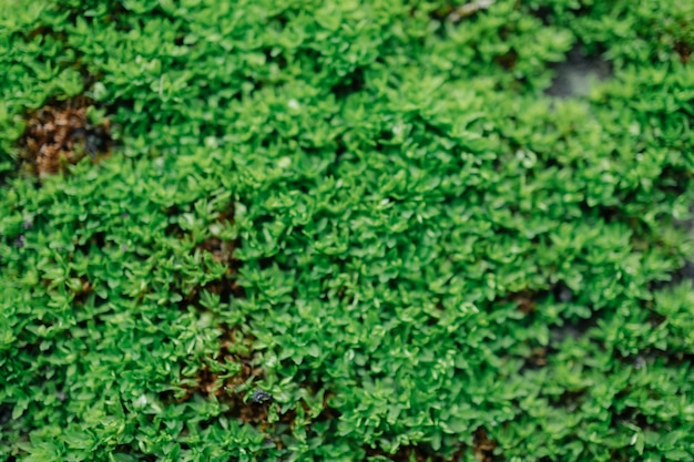 Borrão de textura de folha verde.