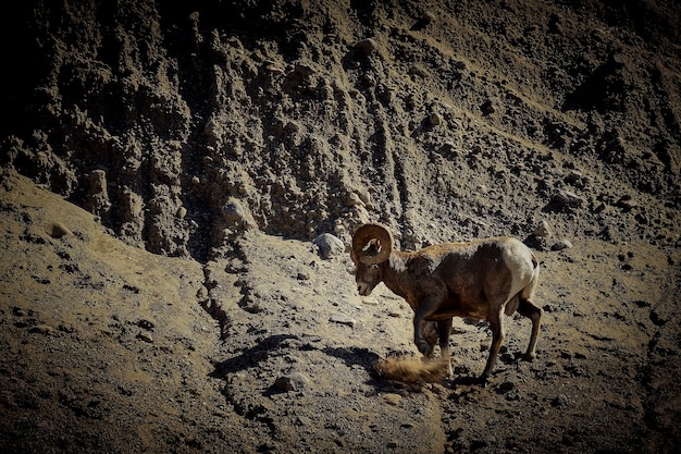 El borrego cimarrón en Canadá