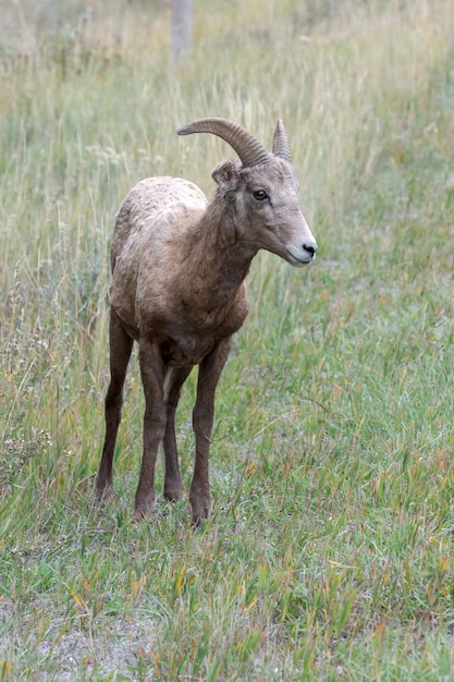 El borrego cimarrón Ovis canadensis joven en la ladera de una colina en Wyoming