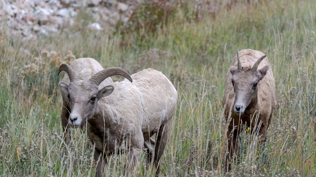 El borrego cimarrón Ovis canadensis en la ladera de una colina en Wyoming