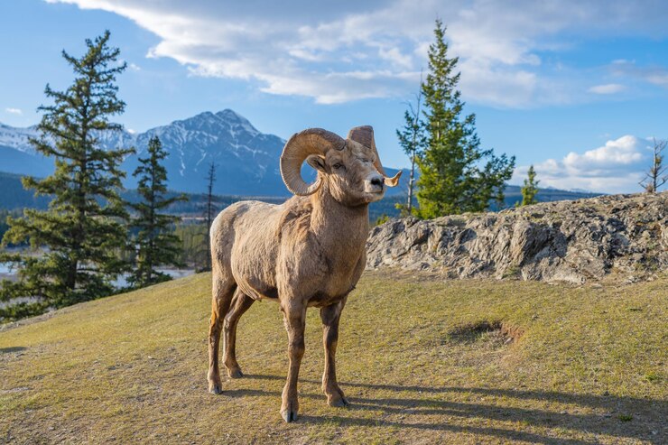 El borrego cimarrón permanente Ovis canadensis ram retrato Canadian Rockies Jasper National Park paisaje