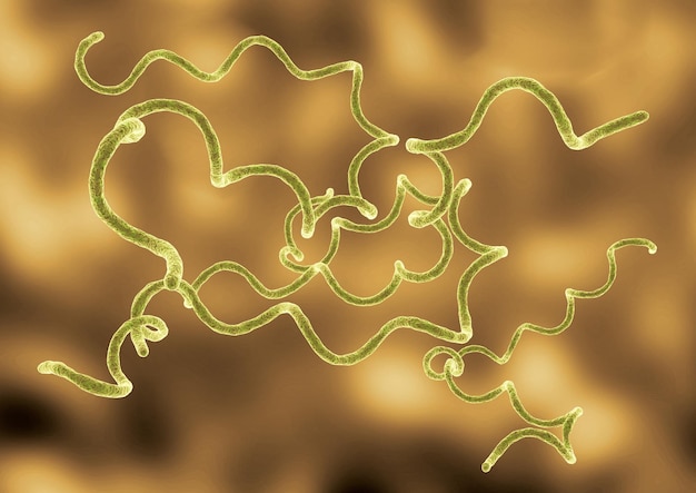 Borrelia burgdorferi ist ein Spiralbakterium, das für Borreliose verantwortlich ist und durch Zecken übertragen wird