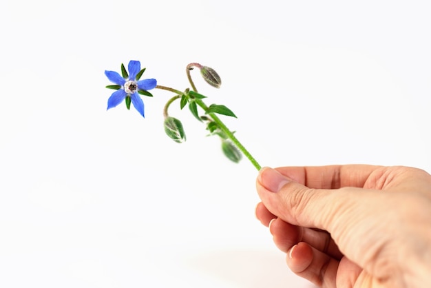 Borretschblüte in der Hand auf weißem Hintergrund