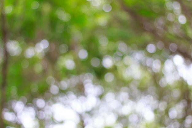 Borrosa de bokeh verde sobre fondo de árbol