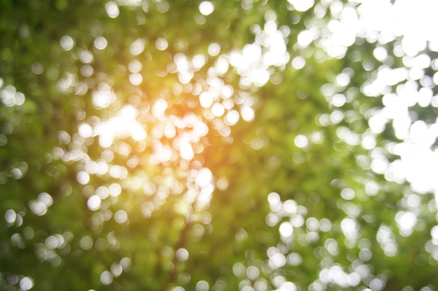 Foto borrosa naturaleza hermosa borrosa de fondo del bosque de hoja bokeh. para uso de fondo