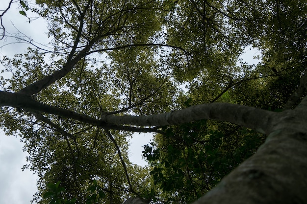 Borrosa de la naturaleza hermosa Fondo de bosque de árbol verde. con el espacio de la copia.