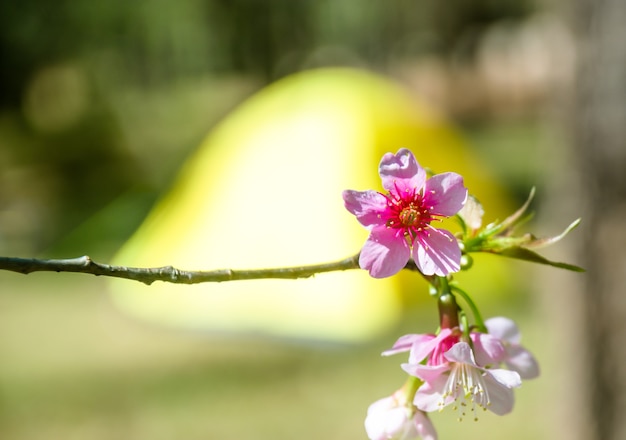 Foto borrosa de prunus cerasoides flor con carpa amarilla para acampar fondo