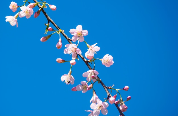 El borroso de la flor de los cerasoides del Prunus en el cielo azul. Tailandia sakura rosa