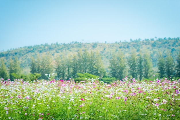 Borroso del hermoso campo de flores del jardín Cosmos