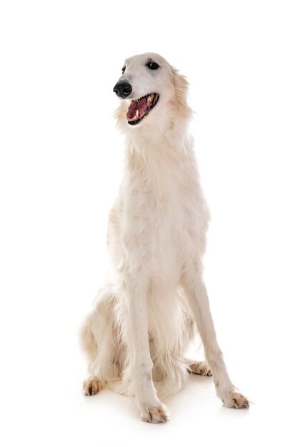 Borzoi em estúdio