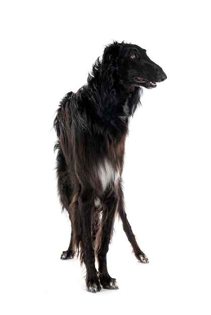 borzoi em estúdio