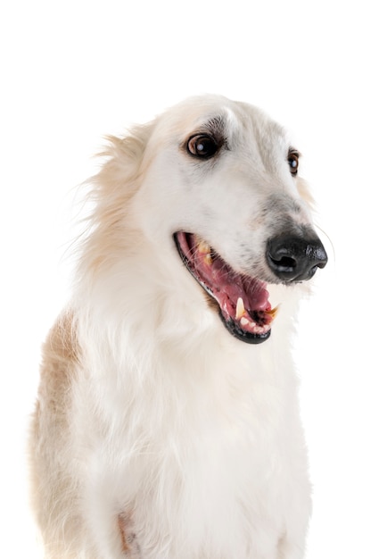 borzoi em estúdio