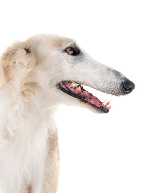 borzoi em estúdio