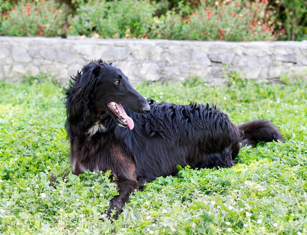 Borzoi en jardín