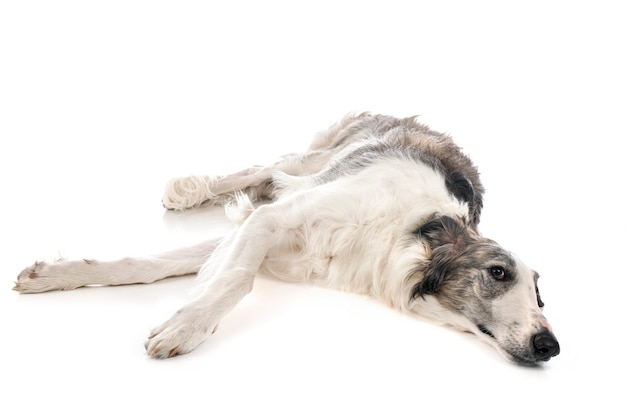 Borzoi jovem isolado no branco