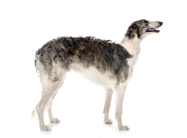 Foto borzoi jovem isolado no branco