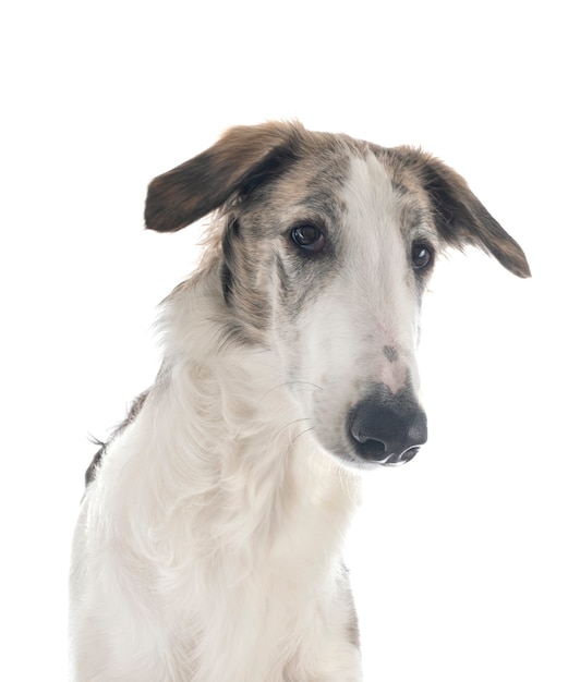 Borzoi jovem isolado