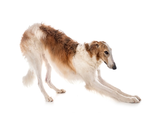 Borzoi joven aislado en blanco